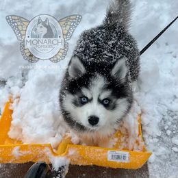 Kristoff - Black and white Pomsky puppy in Greeley, Colorado from Monarch Pomskies | Northern Colorado