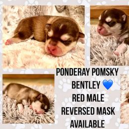 Pomsky Puppies from Ponderay Pomsky