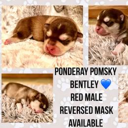 Pomsky Puppies from Ponderay Pomsky