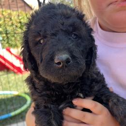 Tan collar - Sable male Goldendoodle puppy in Fairfield, California from Twin Sisters Doodles