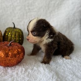 Addie - Red tri female Miniature Australian Shepherd puppy in Ambrose, Georgia from Brandilyn's Aussies