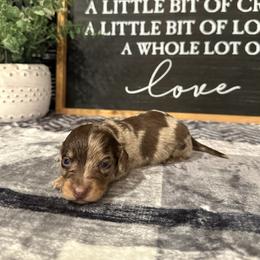 Colt - Chocolate and tan male Dachshund puppy in Stilwell, Oklahoma from B & K Dachshunds