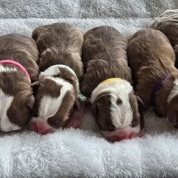 Boston Terrier puppies from Nine Acre Boston's