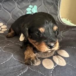 Chip - Chocolate male Cavapoo puppy in St. Louis, Missouri from Sweet Snuggles Cavapoos