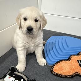 Golden Retriever Puppies from Hudsons Golden Retrievers
