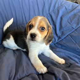 Boy - Blue tan and white male Beagle puppy in New River, Arizona from Desert Mountain Dobermans