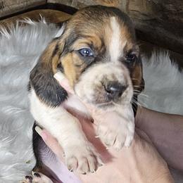 Mauve Collar Girl - 3250 - Black white and brown female Basset Hound puppy in Richland Hills, Texas from The Basset Family