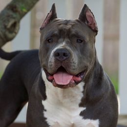 Yoshi - American Bully