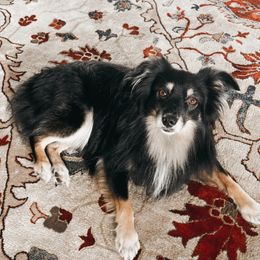 Lakota - Miniature Australian Shepherd