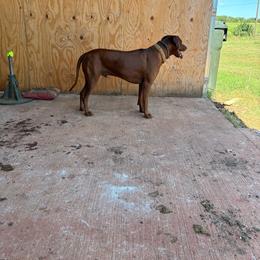 Magnum - Rhodesian Ridgeback