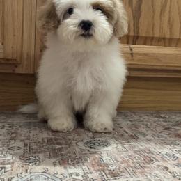 Tony - Parti male Maltipoo puppy in Berea, Kentucky from Blair’s Furry Friends