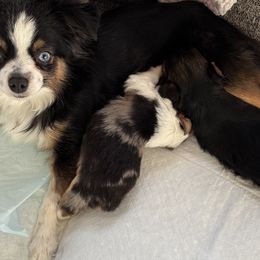 Marla - Toy Australian Shepherd