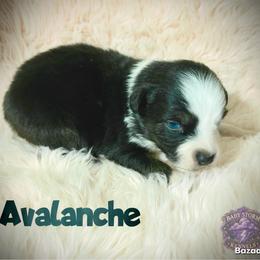 Avalanche - Black tri male Miniature Australian Shepherd puppy in Lubbock, Texas from Baby Storm Kennels