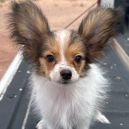 Boy 2 - male Papillon puppy in Show Low, Arizona from Coppertone Papillons
