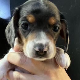 Mary - Dapple female Dachshund puppy in Bigfork, Minnesota from Dachshunds Up North