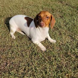 Mom - Dachshund