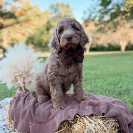Nitro - Merle male Goldendoodle puppy in Ooltewah, Tennessee from Allison Family Doodles