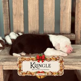 Kringle - Gray and white male Old English Sheepdog puppy in Cleveland, Tennessee from Narrow Path Old English & Sheepadoodles