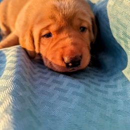 Dilute Retriever and Labrador Retriever Puppies from LC Hunting Labs, LLC.
