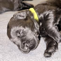 Leti - Black female Giant Schnauzer puppy in Noblesville, Indiana from Stratton House Kennels