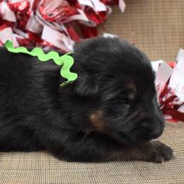 Green Girl - Black and tan female German Shepherd puppy in Grants Pass, Oregon from Granville German Shepherds