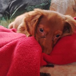 Dachshund Puppies from Mystical dachshund express