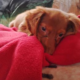 Dachshund Puppies from Mystical dachshund express
