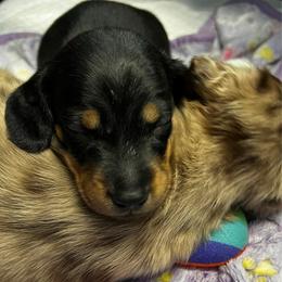 Mr. Black.  AKC - Black and tan male Dachshund puppy in Miami, Florida from Maitime Dachshund