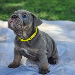 Liberty - Lilac tri-color female Bulldog puppy in Plant City, Florida from Bertha Butt Bulldogs