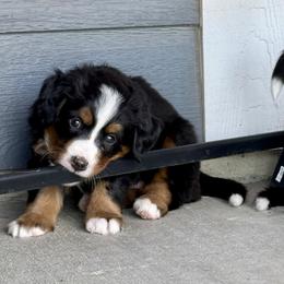 Bernese Mountain Dog Puppies from Cocos Puppy Tales