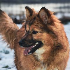 Ophelia - Nenets Herding Laika