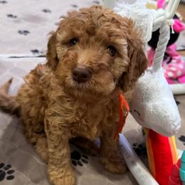 Jessie - Red  female Goldendoodle puppy in Moreno Valley, California from Rainbow SoCal Doodles