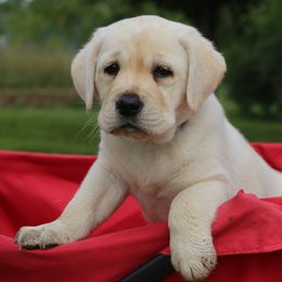 Labrador Retriever Puppies from Glory View Labradors