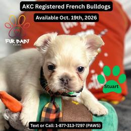 Stuart - White male French Bulldog puppy in Michigan from Fur Baby Farms