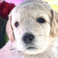 Girl 4 - Double Doodle puppy in El Cajon, California from Calibear Doodles
