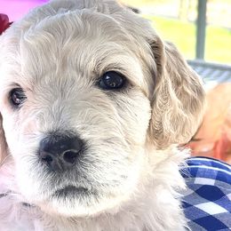 Girl 4 - Double Doodle puppy in El Cajon, California from Calibear Doodles