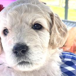 Girl 4 - Double Doodle puppy in El Cajon, California from Calibear Doodles