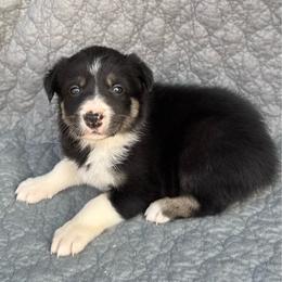 Girl 2 - Tri-color female Border Collie puppy in Centerville, Washington from Forthright Farms