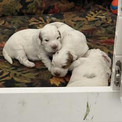 Clumber Spaniel Puppies from Briton Clumber Spaniels