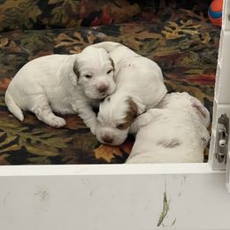 Clumber Spaniel Puppies from Briton Clumber Spaniels