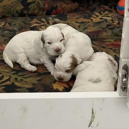 Clumber Spaniel Puppies from Briton Clumber Spaniels