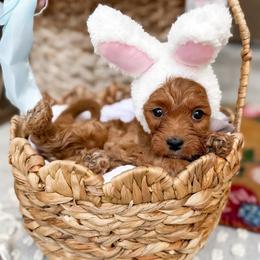 Benedict - gray collar boy - Apricot male Cavapoo puppy in Melbourne, Florida from Space Coast Doodle Co.