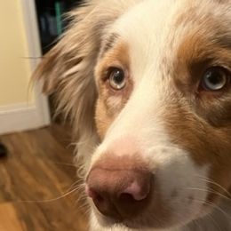 Australian Shepherds from Apple Hill Aussies