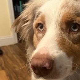 Australian Shepherds from Apple Hill Aussies
