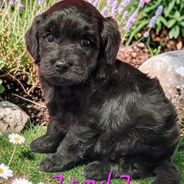 7 and 7 - Black and white female Aussiedoodle puppy in Boonville, North Carolina from Branch Creek kennels