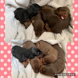 Doberman Pinscher Puppies from JM Dobermans