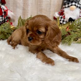 Girl 3 green collar - Ruby female Cavalier King Charles Spaniel puppy in Ellisville, Mississippi from Malu Lani Cavaliers