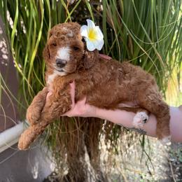 Rita - Red  female Goldendoodle puppy in Miami, Florida from Magdoodles