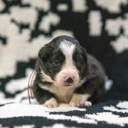 Champange (Pink) - Tri-color female Border Collie puppy in Lodi, California from R3 Sport Dogs (Rafter 3 Ranch)