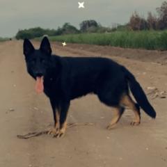 Owen - German Shepherd